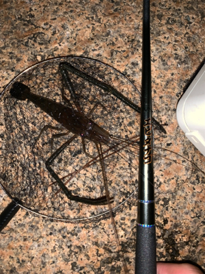 ナイトテナガエビ釣り