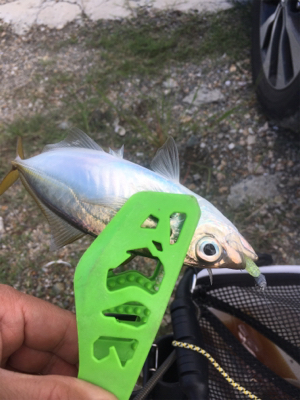 アジング成立（苦笑）