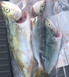 昼ツバス＆サビキ