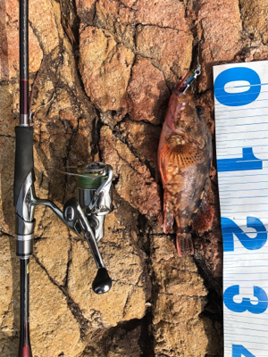 エギング→ジギング