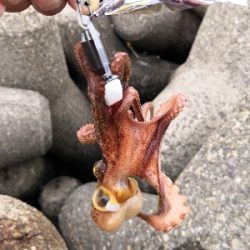 タコシーズン開幕か?