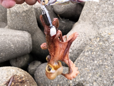 タコシーズン開幕か?