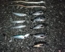 初フィールドでの対決