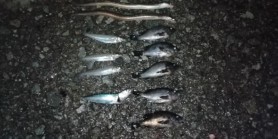 初フィールドでの対決