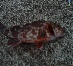 徐々にサイズダウン