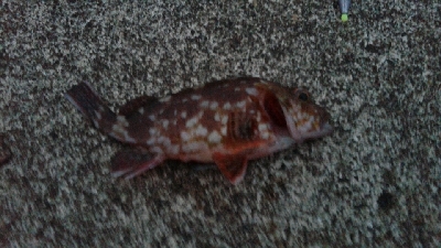 徐々にサイズダウン