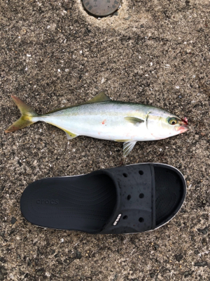 ショアジギング