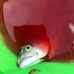 ツバスサイズいろいろ