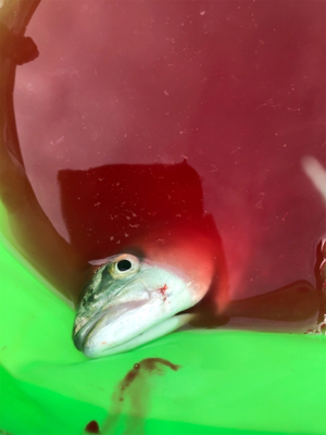 ツバスサイズいろいろ