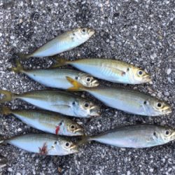 朝まずめアジング