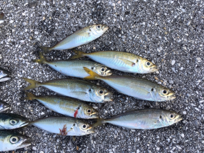 朝まずめアジング