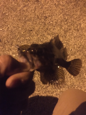 久しぶりの釣行