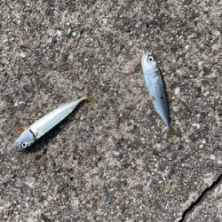 神戸沖突堤でタコ、タチウオ調査