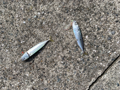 神戸沖突堤でタコ、タチウオ調査