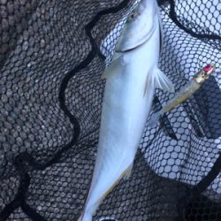 貝塚人工島でツバス狙い