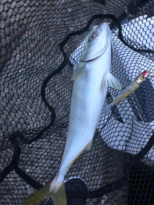 貝塚人工島でツバス狙い