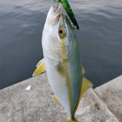 初めてのミニ波止で