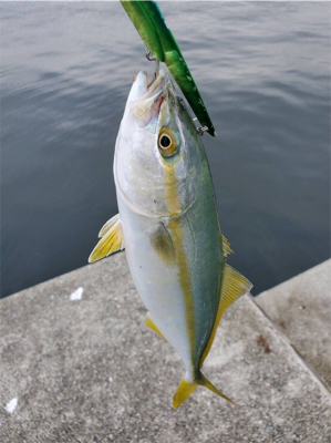 初めてのミニ波止で