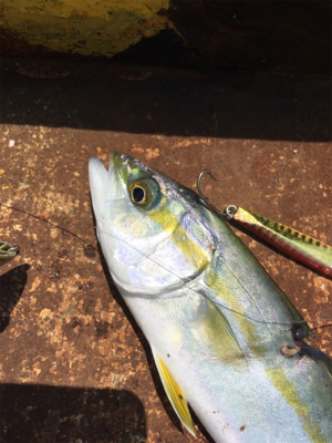 なんとかツバス