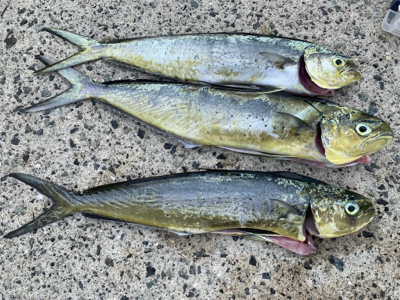 ぺんぺんと巨エソ