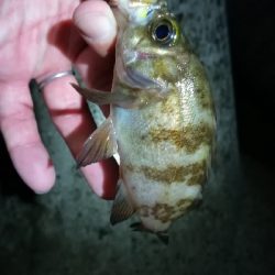 ナイトアジング