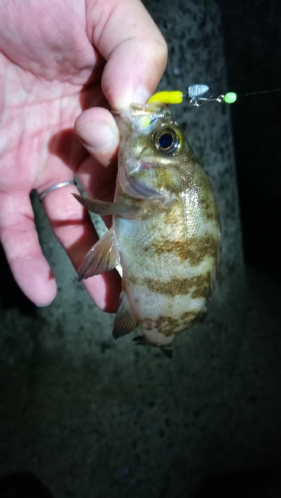 ナイトアジング