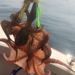 恵比寿丸  タコ  大潮