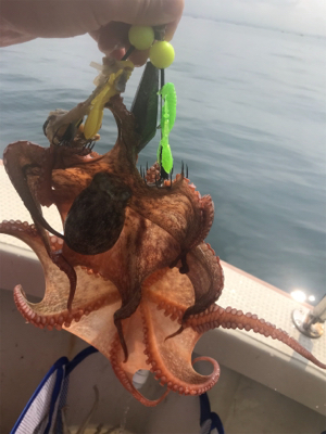 恵比寿丸  タコ  大潮