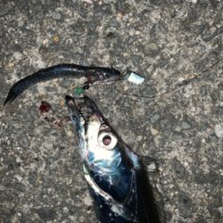 人多しあたり少なし タチウオ