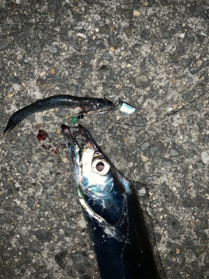 人多しあたり少なし タチウオ