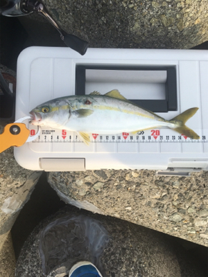 ツバス釣れるかな？