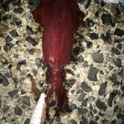 餌巻エギ最強説