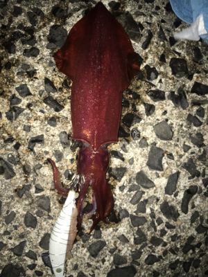 餌巻エギ最強説