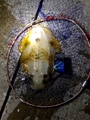 奇跡のキロアップ