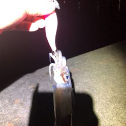 仕事終わりに釣行