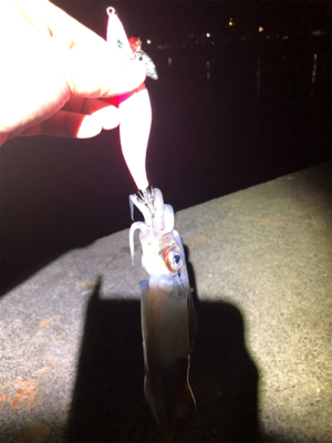 仕事終わりに釣行