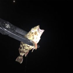 中あじはどこ??