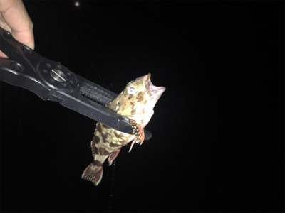 中あじはどこ??