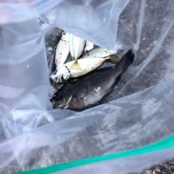 いろんな魚がいた