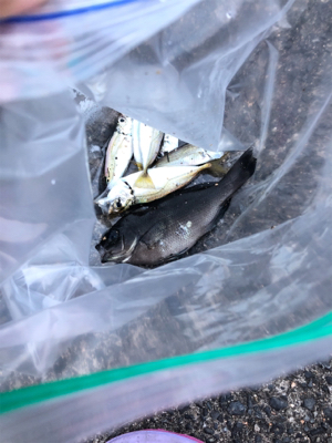 いろんな魚がいた