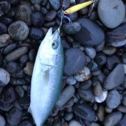 七里御浜でタイ!?