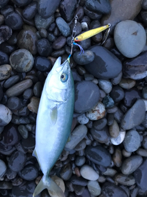 七里御浜でタイ!?