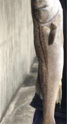 初投稿失礼します。