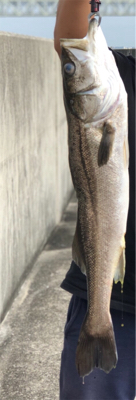 初投稿失礼します。