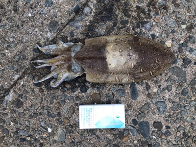 イカちゃん祭り