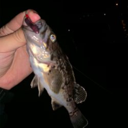 久々のいい天気なのに釣れるのは、、、