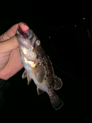 久々のいい天気なのに釣れるのは、、、