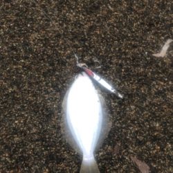道南サーフ ヒラメ