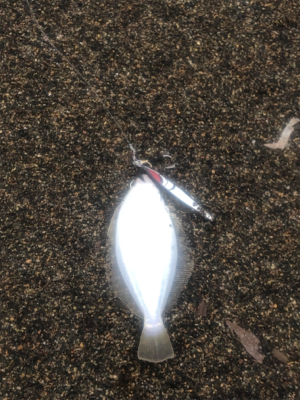 道南サーフ ヒラメ