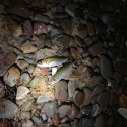 のませつり後アジング